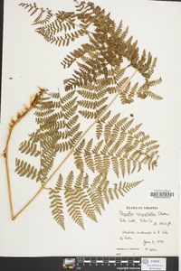 Dryopteris campyloptera image