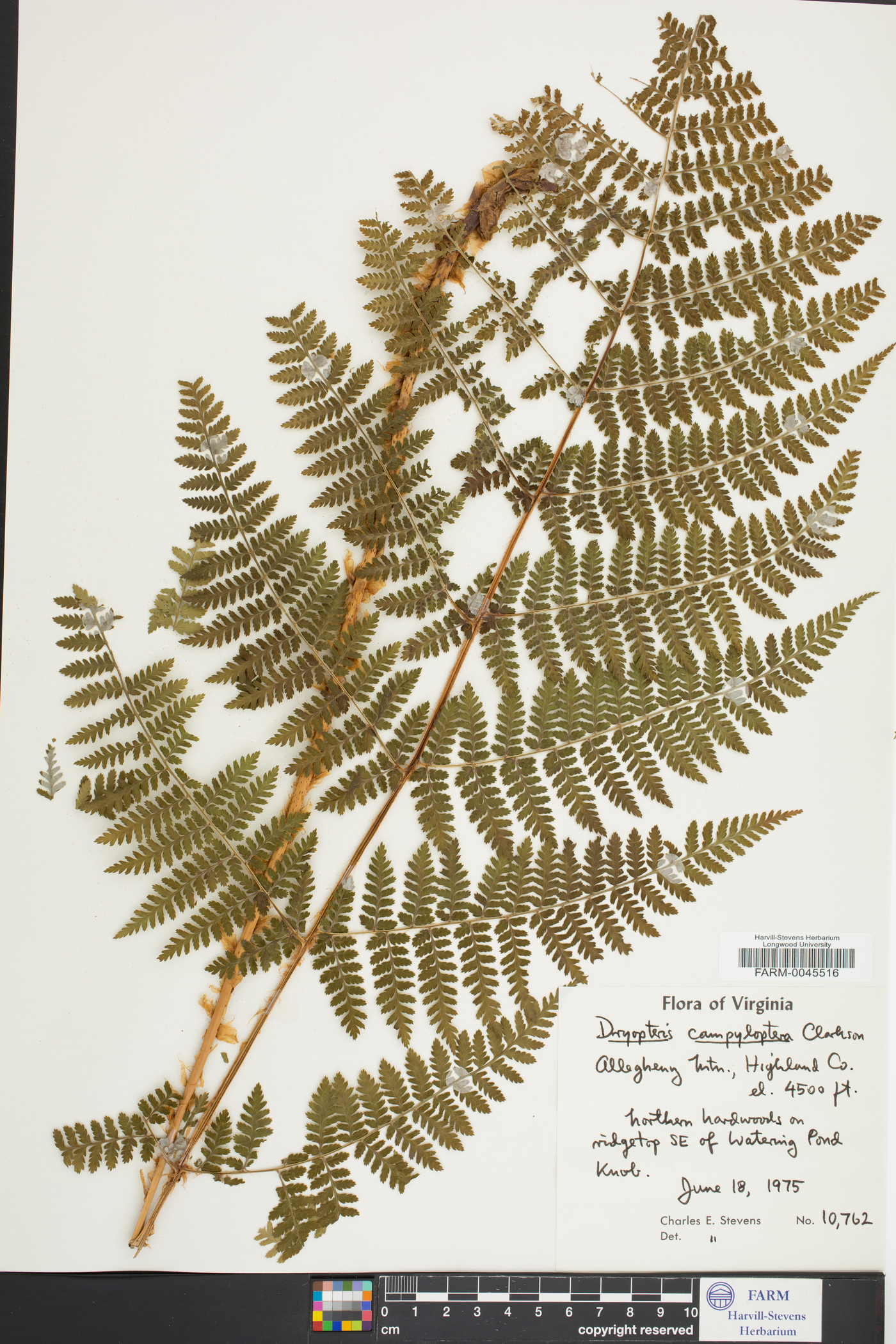 Dryopteris campyloptera image