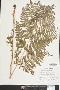 Dryopteris campyloptera image