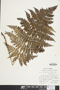 Dryopteris campyloptera image