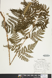 Dryopteris campyloptera image