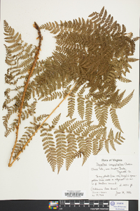 Dryopteris campyloptera image