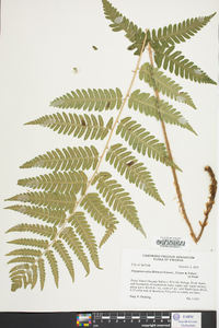 Dryopteris celsa image