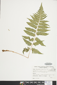 Dryopteris celsa image