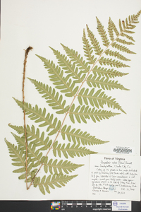 Dryopteris celsa image