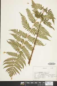 Dryopteris celsa image