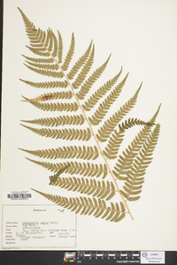 Dryopteris celsa image