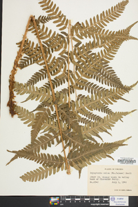 Dryopteris celsa image