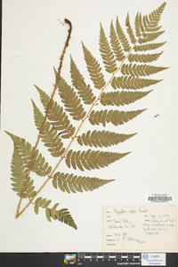 Dryopteris celsa image