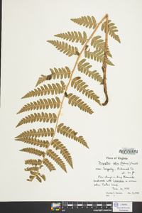 Dryopteris celsa image