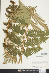 Dryopteris celsa image