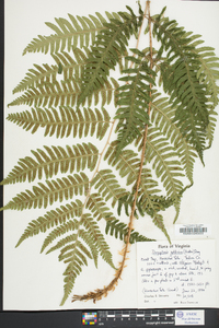 Dryopteris goldieana image