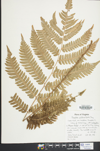 Dryopteris goldieana image