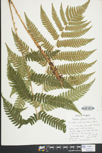 Dryopteris goldieana image