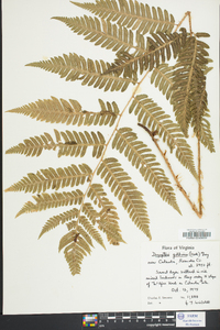 Dryopteris goldieana image