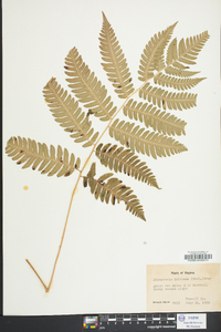 Dryopteris goldieana image