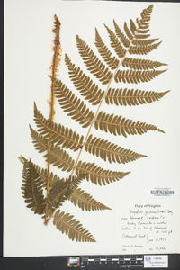 Dryopteris goldieana image