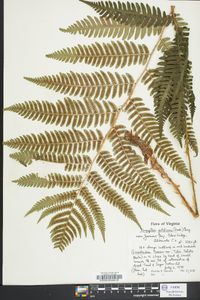 Dryopteris goldieana image