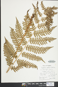 Dryopteris goldieana image