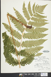 Dryopteris goldieana image