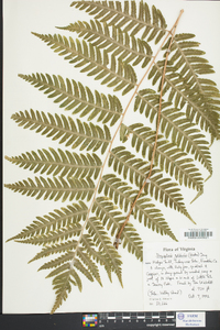 Dryopteris goldieana image