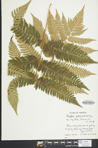 Dryopteris goldieana image