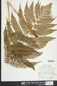 Dryopteris goldieana image