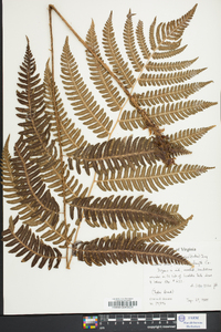 Dryopteris goldieana image