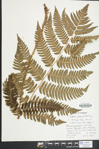 Dryopteris goldieana image