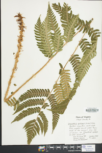 Dryopteris goldieana image