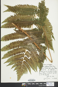 Dryopteris goldieana image