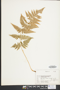 Dryopteris × triploidea image