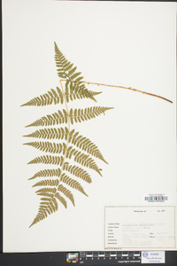 Dryopteris × triploidea image