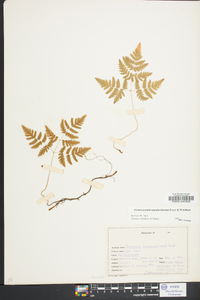 Gymnocarpium appalachianum image