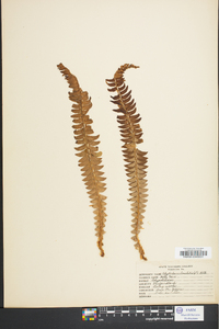 Polystichum lonchitis image