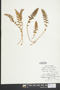 Woodsia ilvensis image