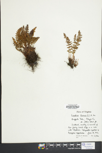 Woodsia ilvensis image