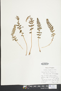 Woodsia ilvensis image