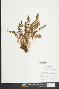 Woodsia ilvensis image