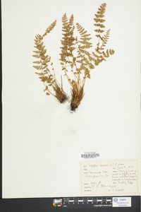 Woodsia ilvensis image