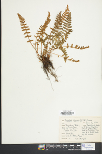 Woodsia ilvensis image