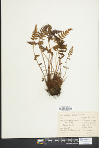 Woodsia ilvensis image