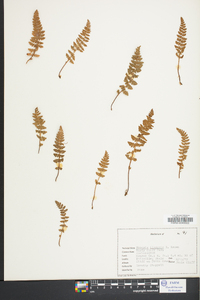 Woodsia ilvensis image