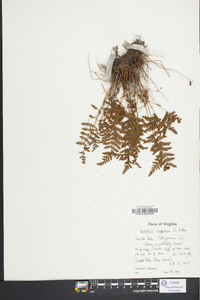 Woodsia scopulina image