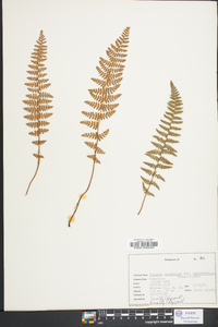 Woodsia scopulina image