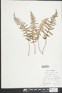 Woodsia scopulina image