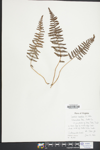 Woodsia scopulina image