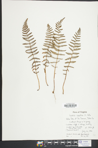 Woodsia scopulina image