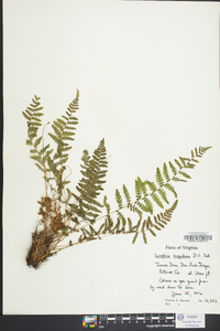 Woodsia scopulina image