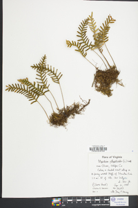 Polypodium polypodioides image